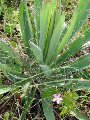 Adams Needle Yucca